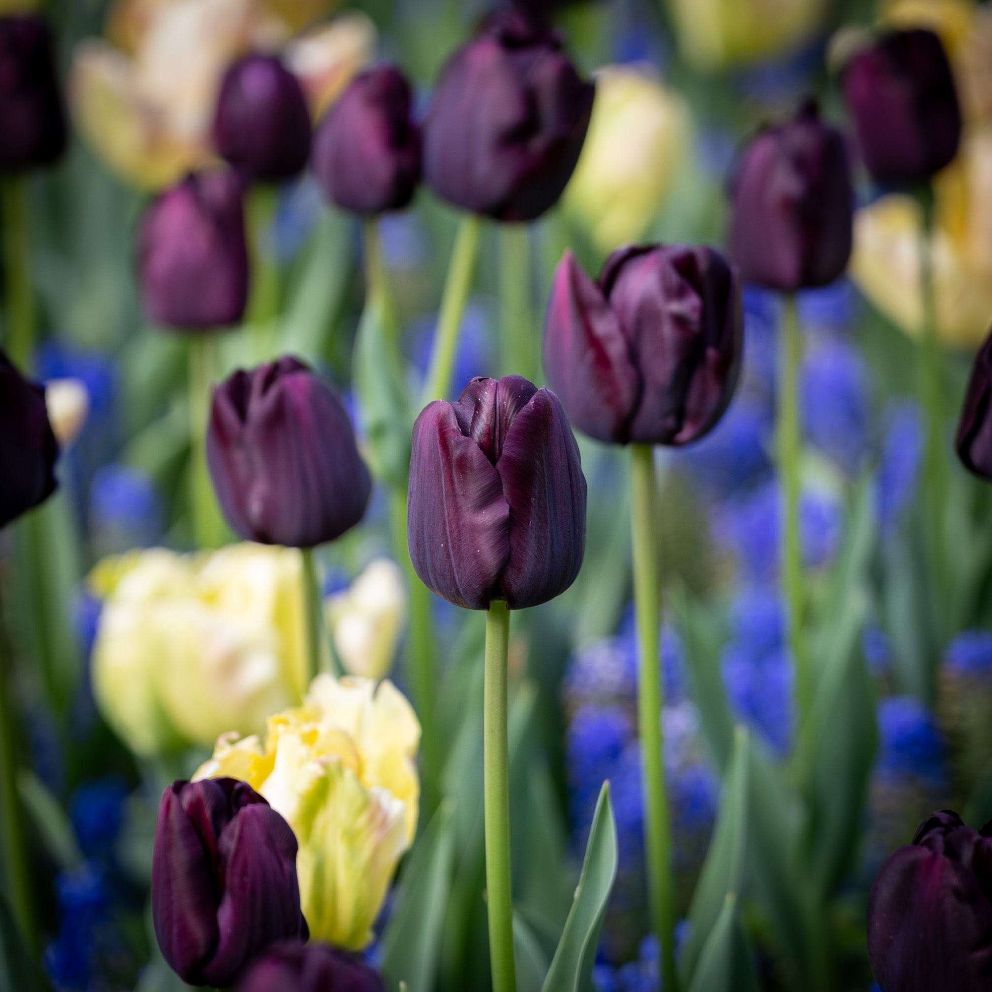 Tulpe 'Paul Scherer'